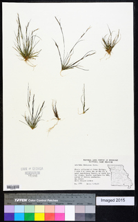 Aristida dichotoma image