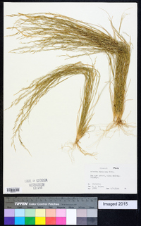 Aristida dichotoma image