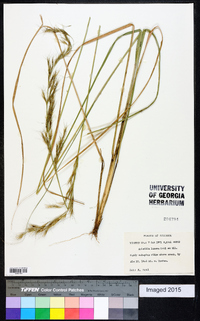 Aristida lanosa image