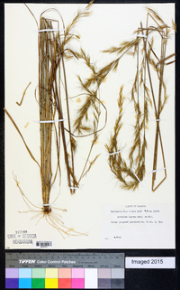 Aristida lanosa image