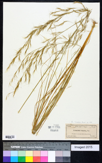 Aristida lanosa image