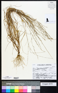 Aristida longespica image