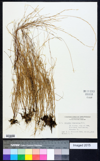 Aristida longespica image