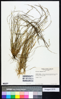 Aristida longespica image