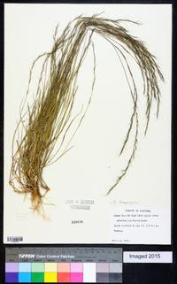 Aristida longespica image