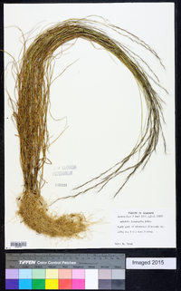 Aristida longespica image