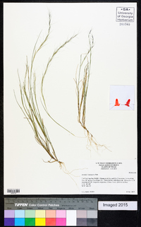 Aristida longespica image