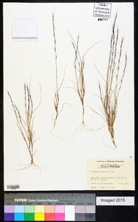 Aristida longespica image