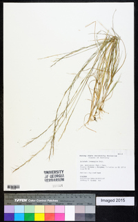 Aristida longespica image