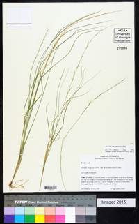 Aristida purpurascens image