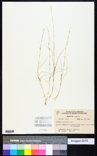 Aristida longespica image