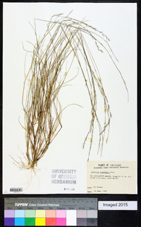 Aristida longespica image