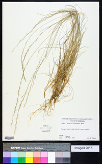 Aristida longespica image