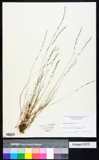 Aristida longespica image