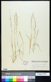 Aristida longespica image