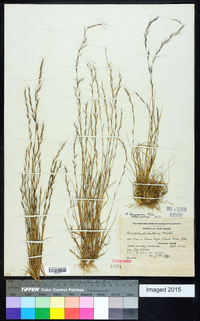 Aristida longespica image