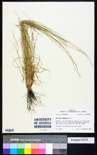 Aristida longespica image