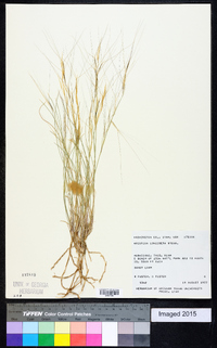 Aristida purpurea var. longiseta image