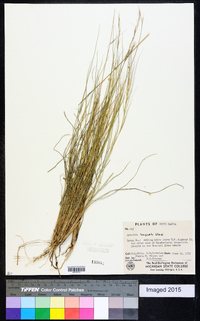 Aristida purpurea var. longiseta image