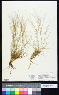 Aristida purpurea var. longiseta image