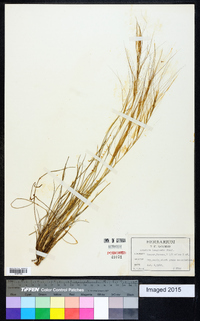 Aristida purpurea var. longiseta image