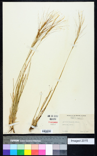 Aristida purpurea var. longiseta image