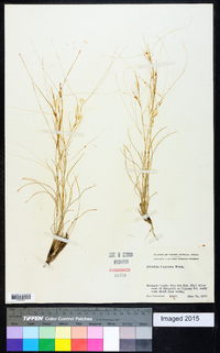 Aristida purpurea var. longiseta image