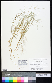 Aristida purpurea var. longiseta image