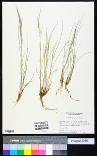 Aristida purpurea var. longiseta image