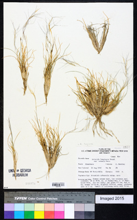 Aristida purpurea var. longiseta image