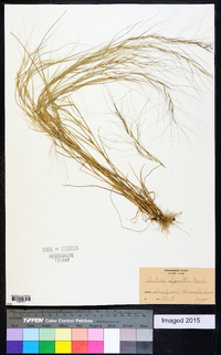 Aristida oligantha image