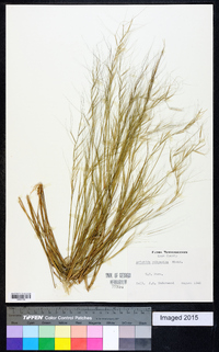 Aristida oligantha image