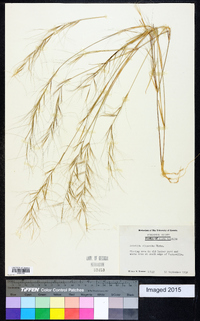 Aristida oligantha image