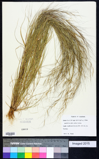 Aristida oligantha image