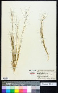 Aristida oligantha image