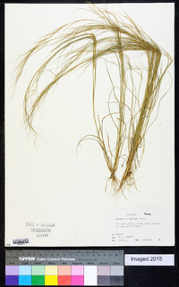 Aristida oligantha image