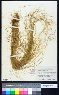 Aristida oligantha image