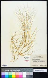 Aristida oligantha image