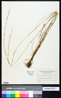 Aristida palustris image