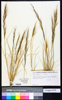 Aristida purpurea var. parishii image