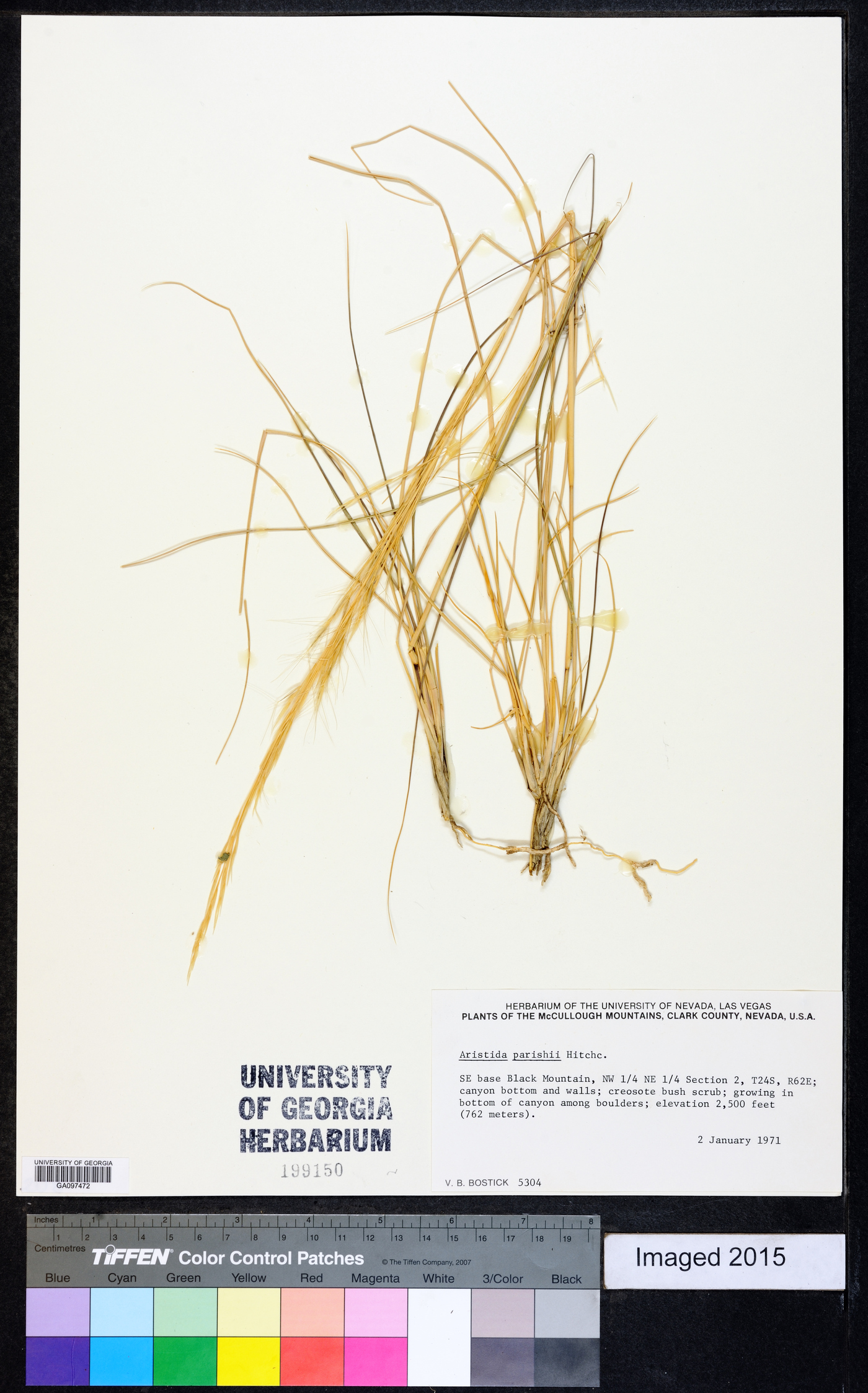 Aristida purpurea var. parishii image