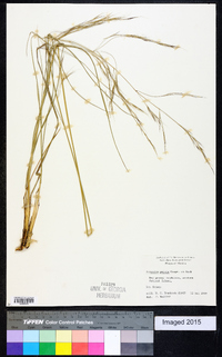 Aristida patula image