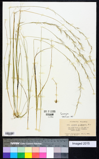 Aristida purpurascens image