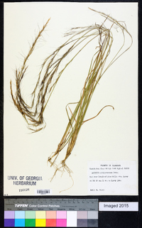 Aristida purpurascens image