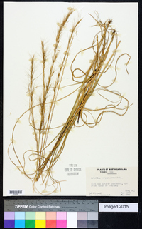 Aristida purpurascens image