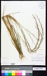 Aristida purpurascens image