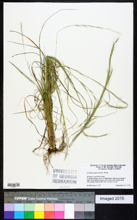 Aristida purpurascens image