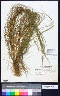 Aristida purpurascens image