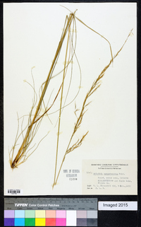 Aristida purpurascens image