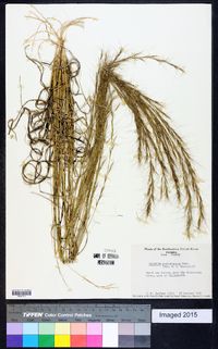 Aristida purpurascens image